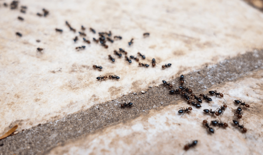 Ant Control