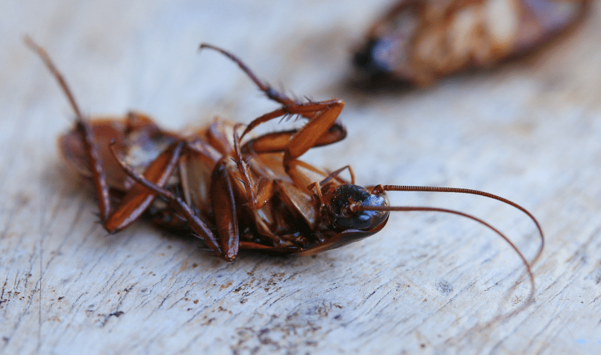 Cockroach Control